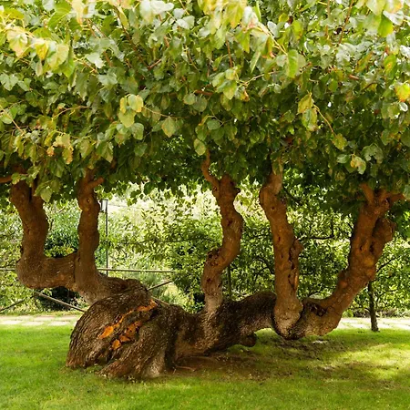 I Gelsi Di Santa Cristina Gubbio